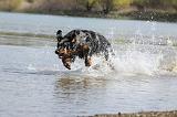 BEAUCERON 661